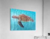 IMG 6797 Acrylic Print
