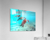 IMG 6880 Acrylic Print