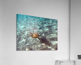 IMG 6835 Acrylic Print