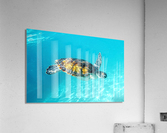 IMG 6885 C Acrylic Print