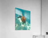 SeaTurtle11 Acrylic Print