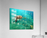 SeaTurtle10 Impression acrylique