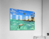 TurtleBay Acrylic Print