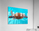 Sea Turtle 3 Acrylic Print
