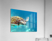 Sea Turtle 2 Acrylic Print