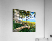 JunoMangrove Acrylic Print