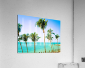 PalmsMarco Acrylic Print