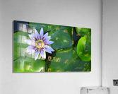 Water Lilly Acrylic Print