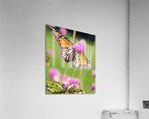 Monarch II Acrylic Print