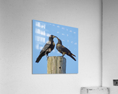 Love Birds Acrylic Print