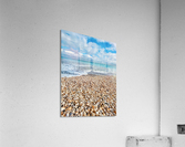 Shell Yah Acrylic Print