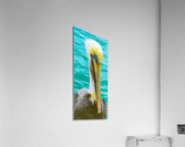 Pelican II Acrylic Print