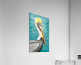 Pelican I Acrylic Print