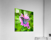Black Swallowtail II Acrylic Print