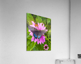 Black Swallowtail I Acrylic Print