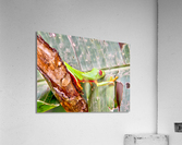 Green Frog Acrylic Print
