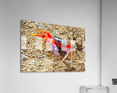 Orange Crab Acrylic Print