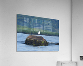 Sea Gull Soft Acrylic Print