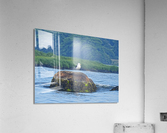 Sea GullHDR Acrylic Print