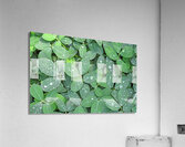 Rain Droplets Acrylic Print