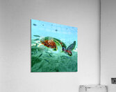 Sea Turtle 1 Acrylic Print