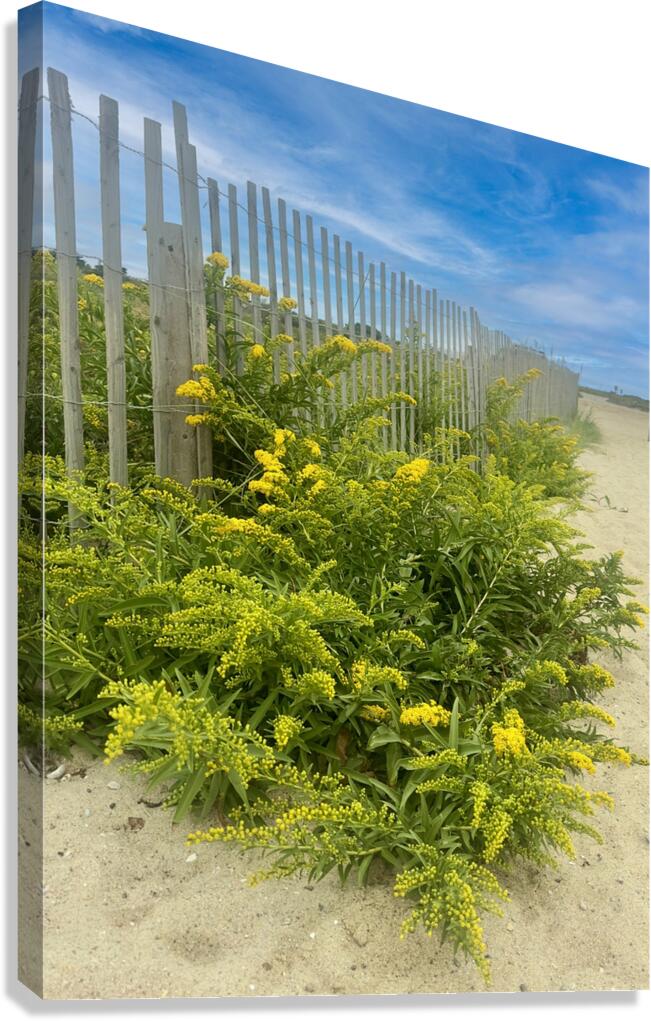Sea Grass Canvas Print