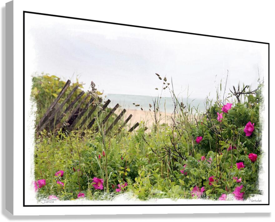 Nantucket Sea Grass Canvas Print