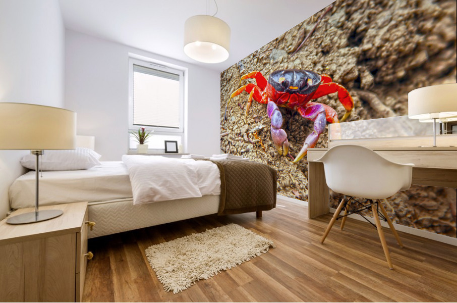 Orange Crab Mural print