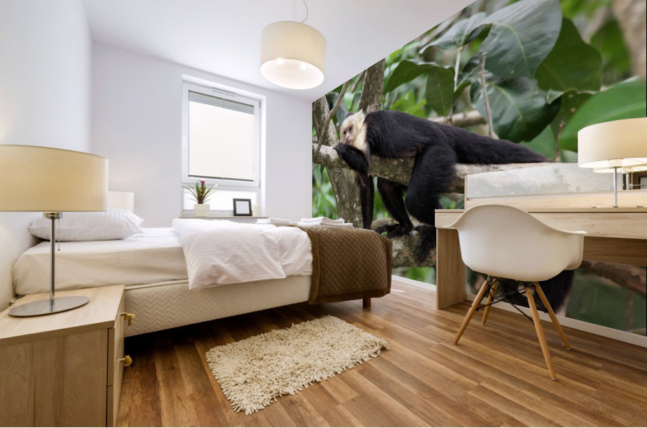 Monkey   White faced Capuchin Mural print