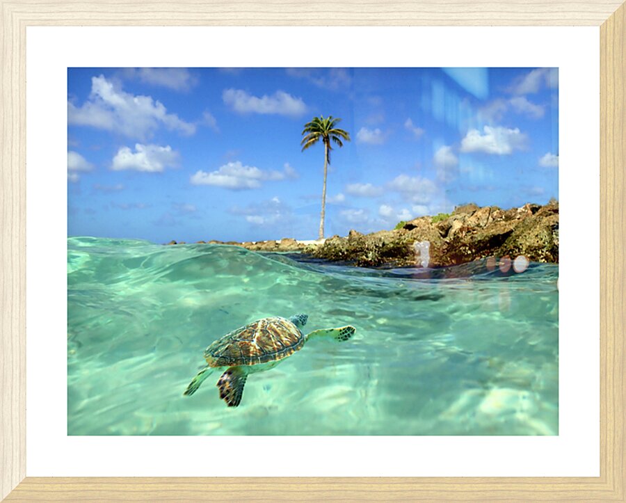 Turtle Bay  Picture Frame print