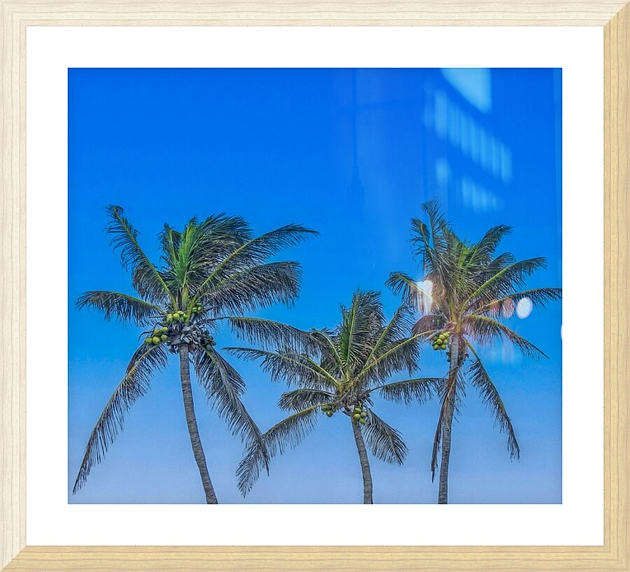 Palms Picture Frame print