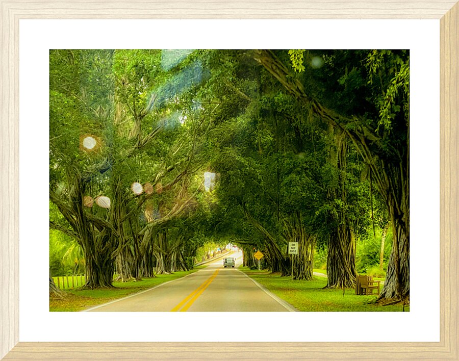 IMG 7589 Picture Frame print