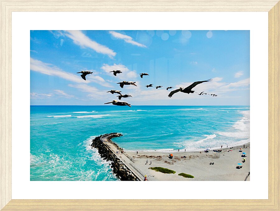 Pelicans in Flight Picture Frame print