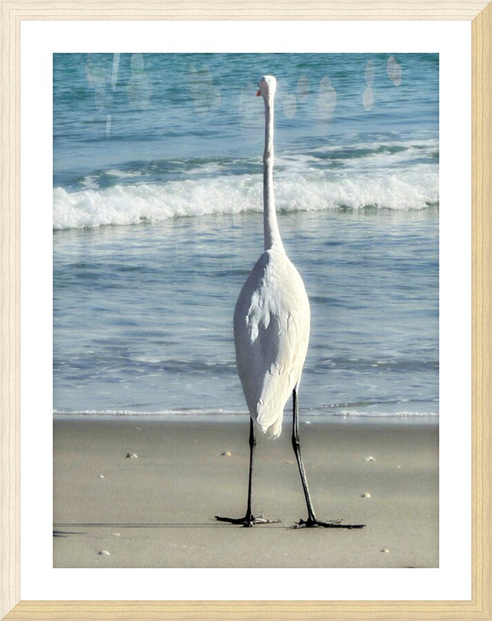 EGRET3a Picture Frame print