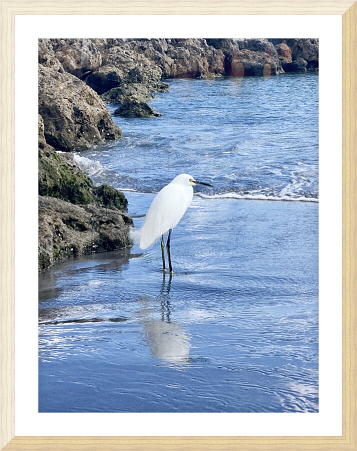IMG 4212 Picture Frame print