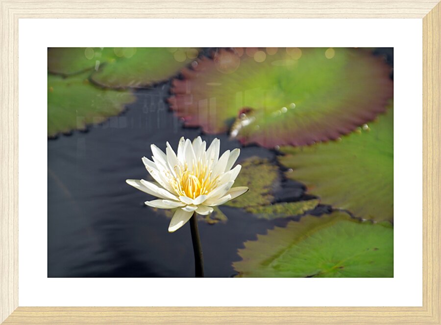 Water Lilly Picture Frame print