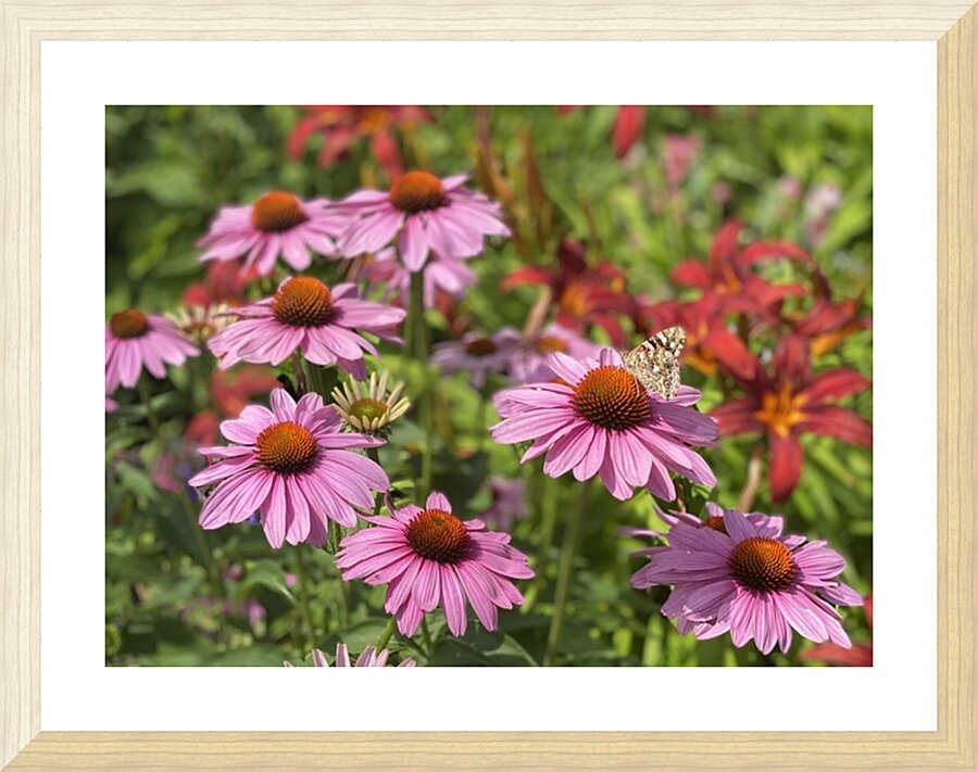 IMG 4815 Picture Frame print
