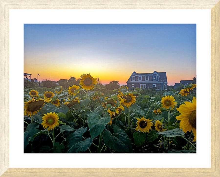Sun Flowers Picture Frame print