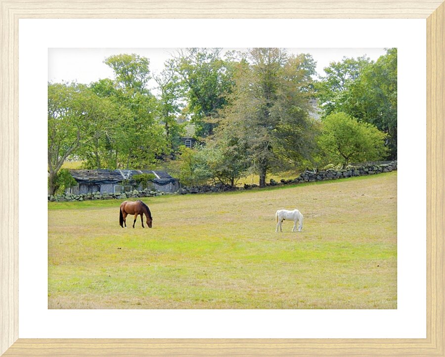 Chilmark pasture  Picture Frame print