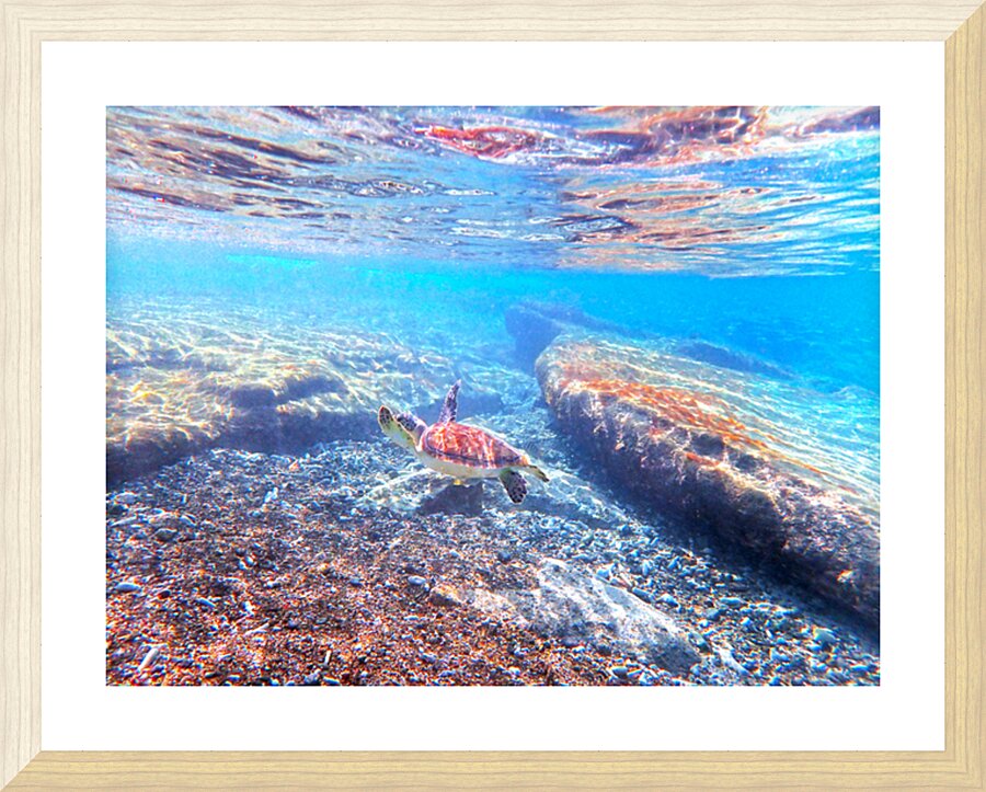 SeaTurtle12 Picture Frame print