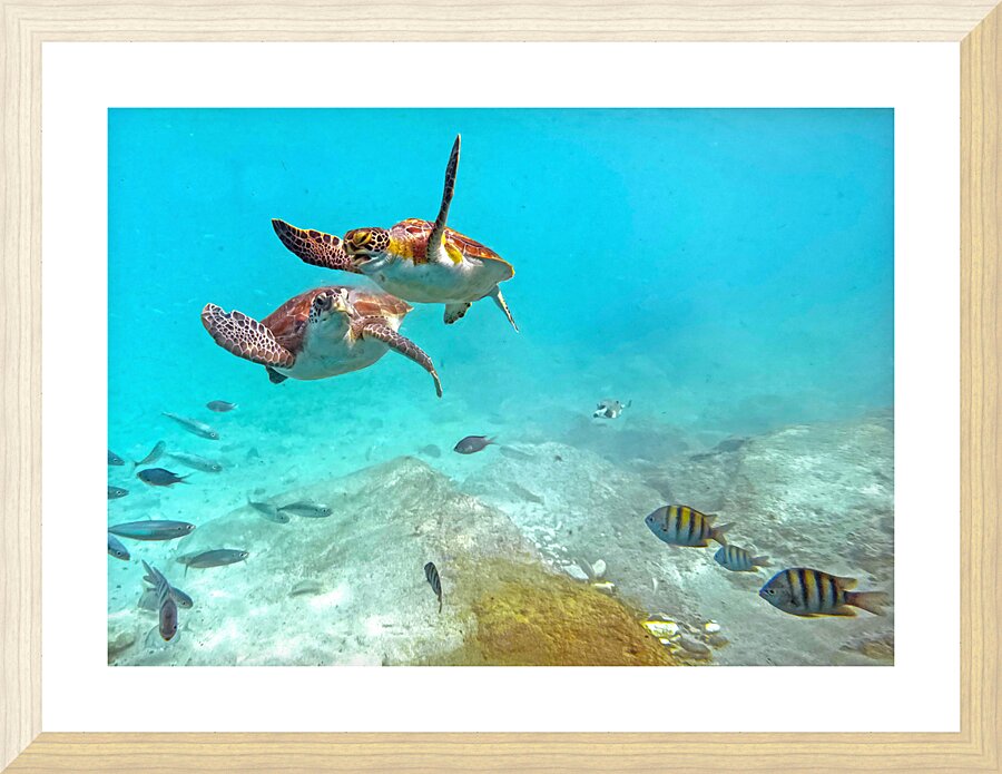 IMG 6870c Picture Frame print