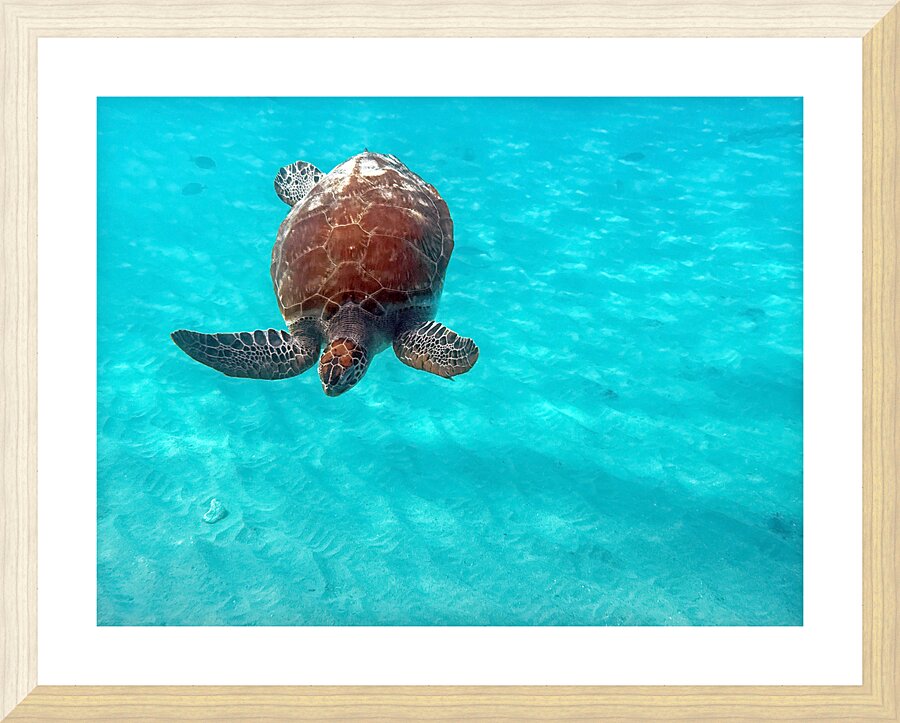 IMG 6794 Picture Frame print
