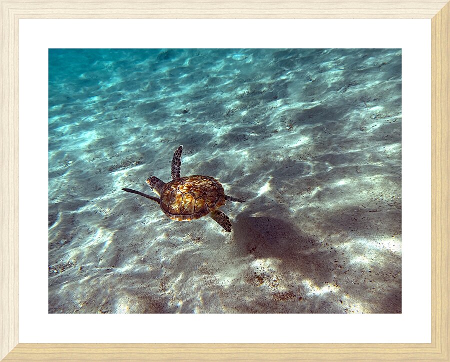 IMG 6835 Picture Frame print