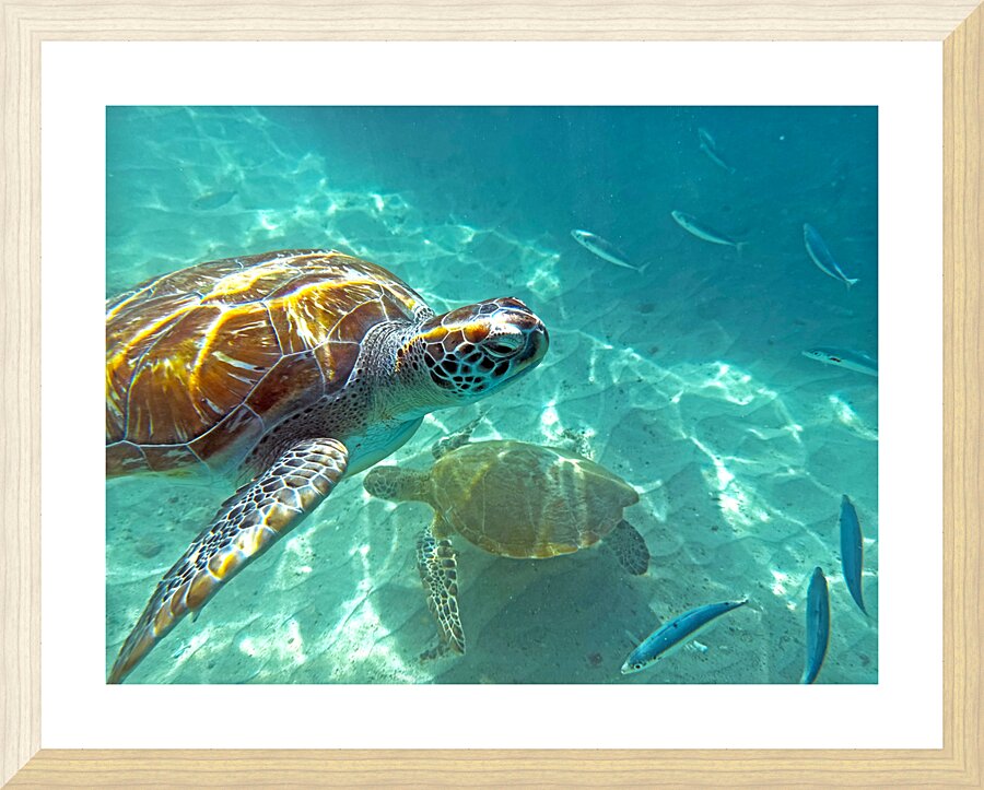 IMG 6922 Picture Frame print