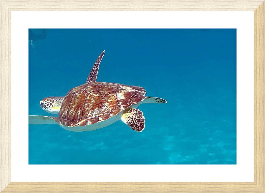 IMG 6953 Picture Frame print