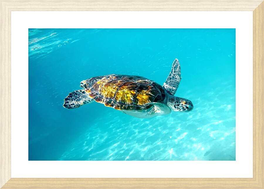 IMG 6885 C Picture Frame print