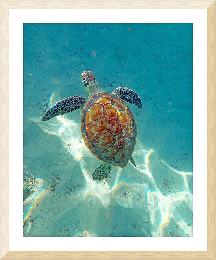 SeaTurtle11 Picture Frame print