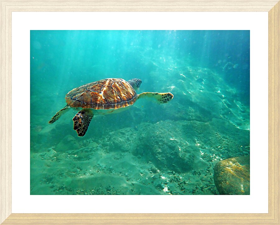 SeaTurtle10 Impression et Cadre photo