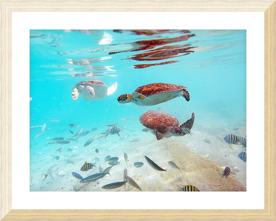 Sea Turtle 4 Picture Frame print