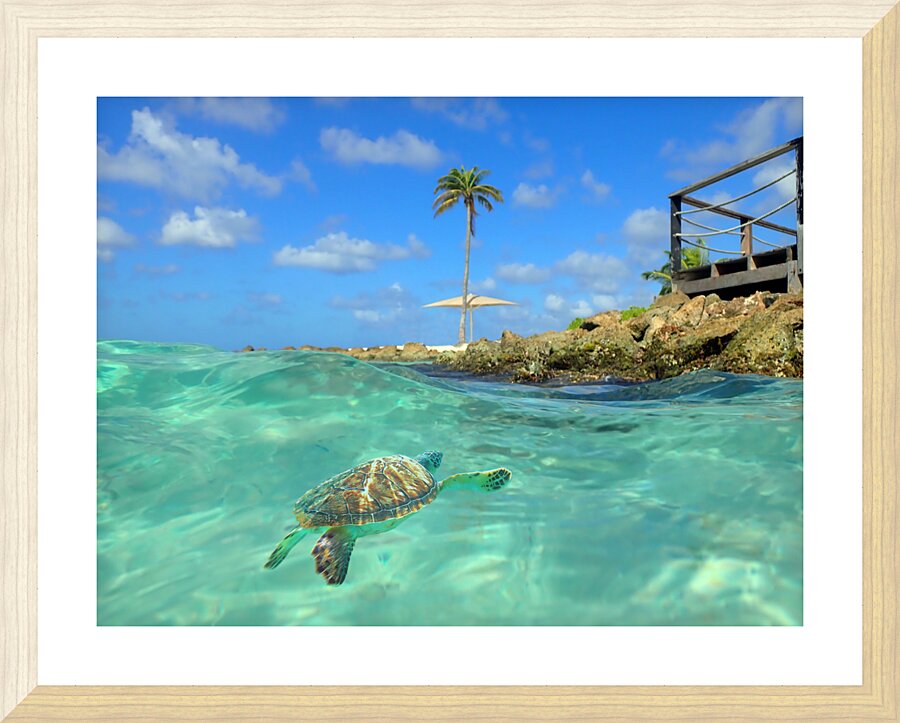 TurtleBay Picture Frame print